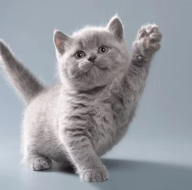 Welcome to the Kitten Family