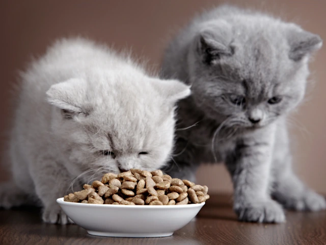 Find Your Perfect Feline Companion: Cat Sale Services in Chicago, IL, and Newton, MA