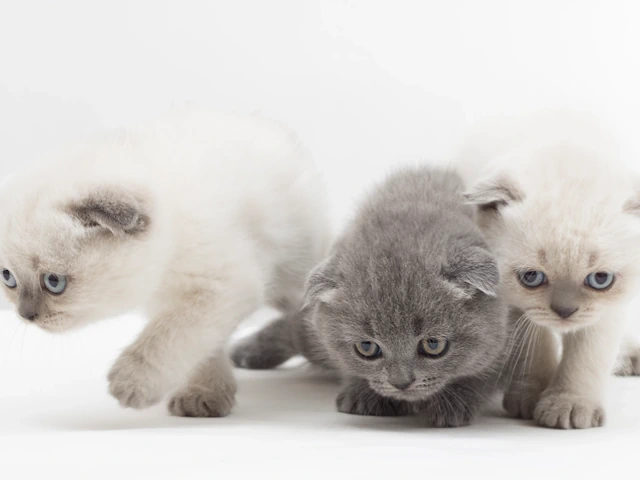 The Ultimate Guide to Choosing Kittens: Find Your Perfect Feline Companion in Chicago and Newton