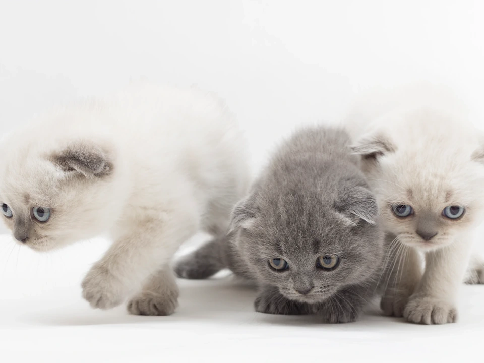 The Ultimate Guide to Choosing Kittens: Find Your Perfect Feline Companion in Chicago and Newton