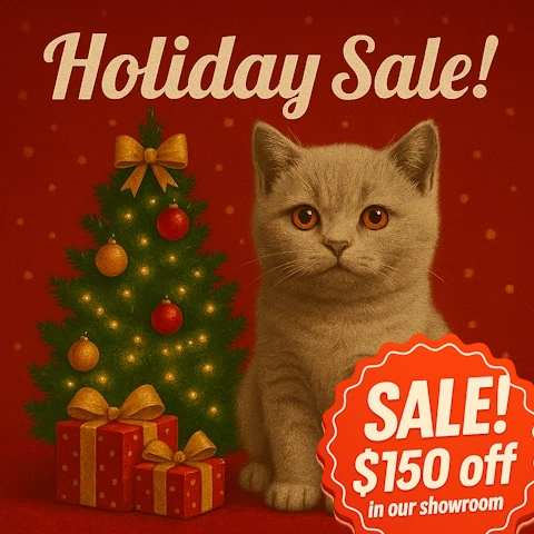 holiday sale kittens