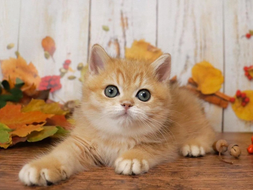 British Shorthair Kittens Cats discover amazing near me
