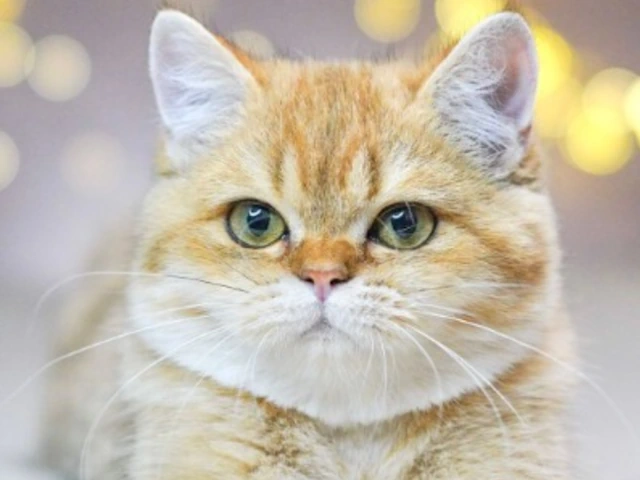 British Shorthair Kittens Cats discover amazing near me!