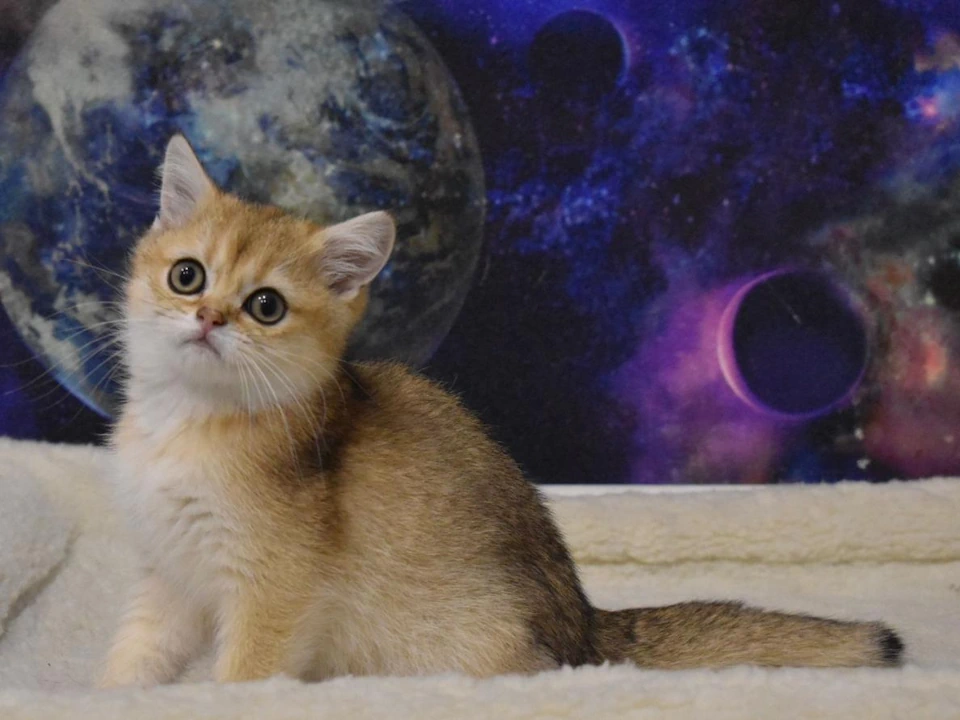 British Shorthair Kittens! - Fluffy Adorable Cute Wonderful Near Me USA Nationwide