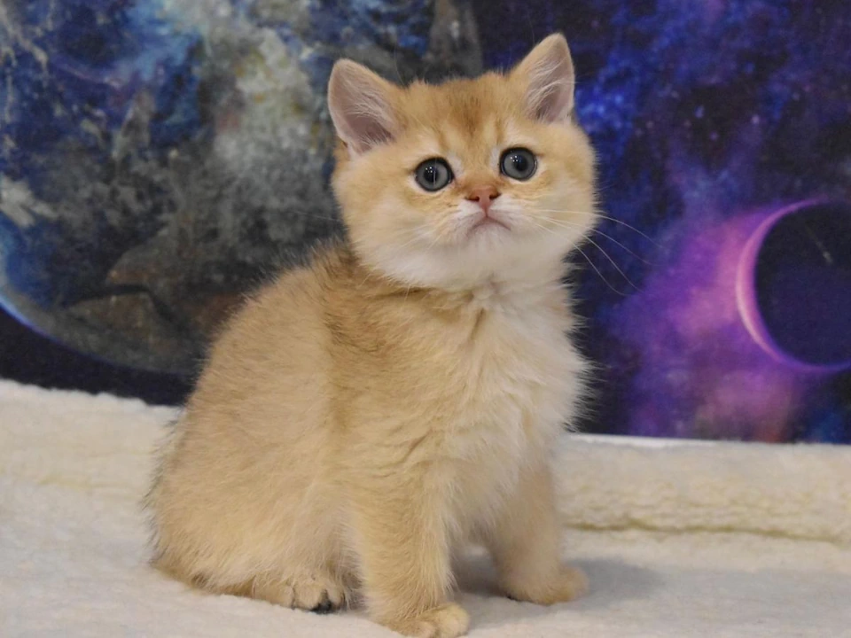 British Shorthair Kittens! - Fluffy Adorable Cute Wonderful Near Me USA Nationwide