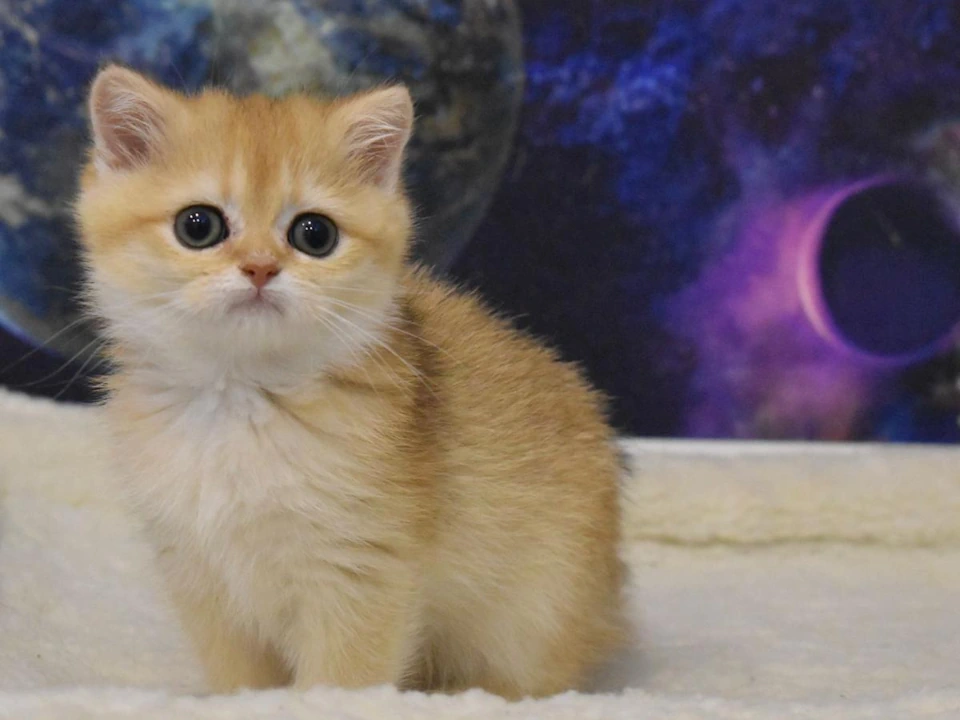 British Shorthair Kittens USA