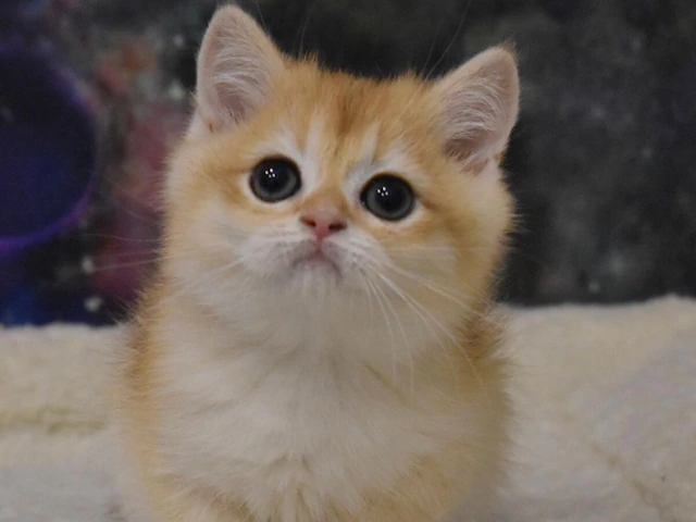 British Shorthair Kittens! - Fluffy Adorable Cute Wonderful Near Me USA Nationwide