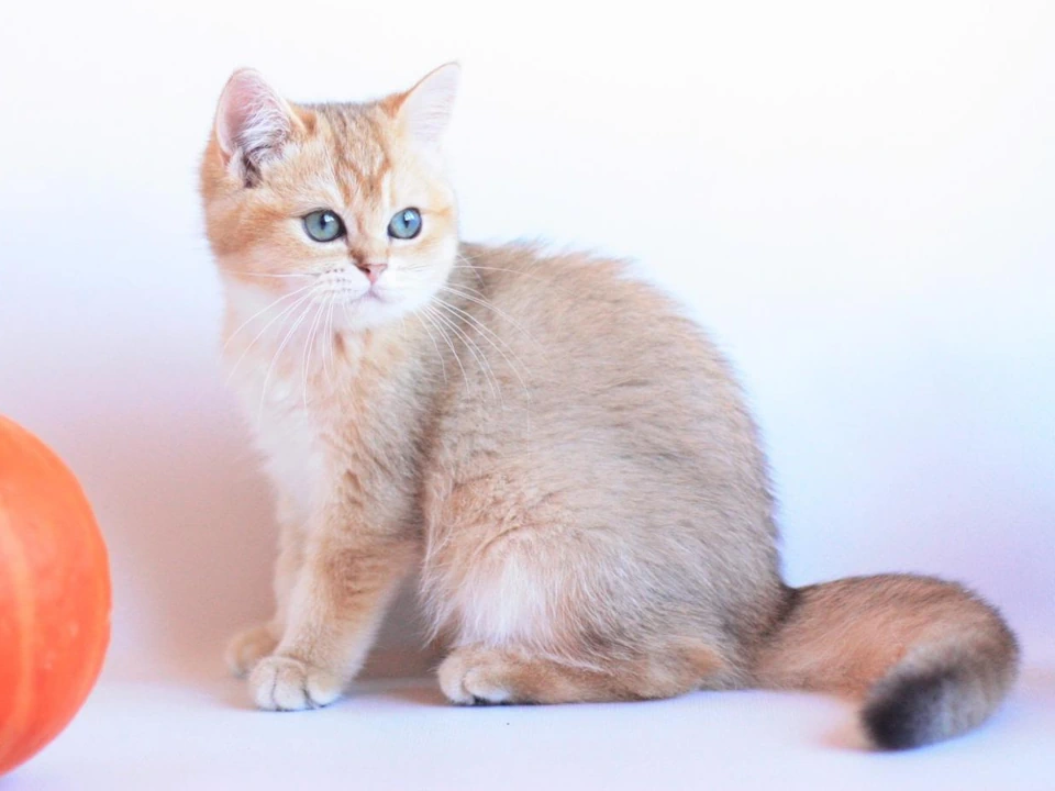 British Shorthair Kittens For Sale Near Me Nationwide Delivery