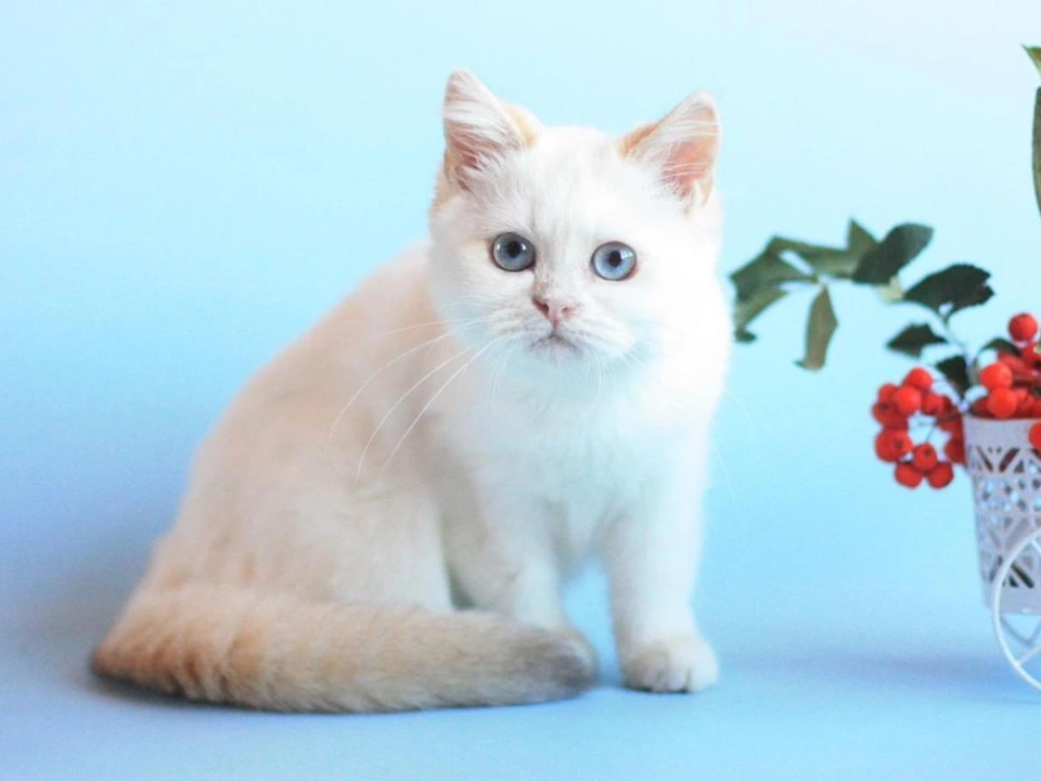 Сats of the British breed