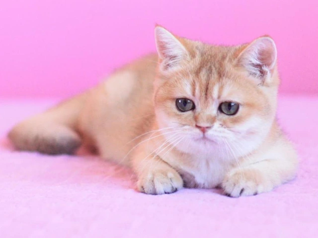 British Shorthair Kittens For Sale Near Me Nationwide Delivery!!!