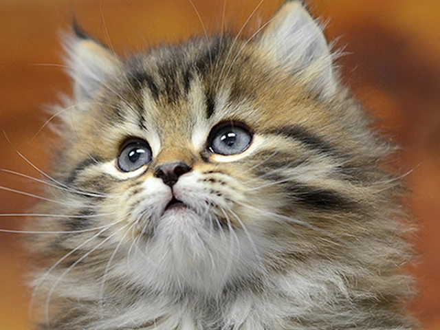 Siberian Cat Kittens for sale near me nationwide USA delivery!