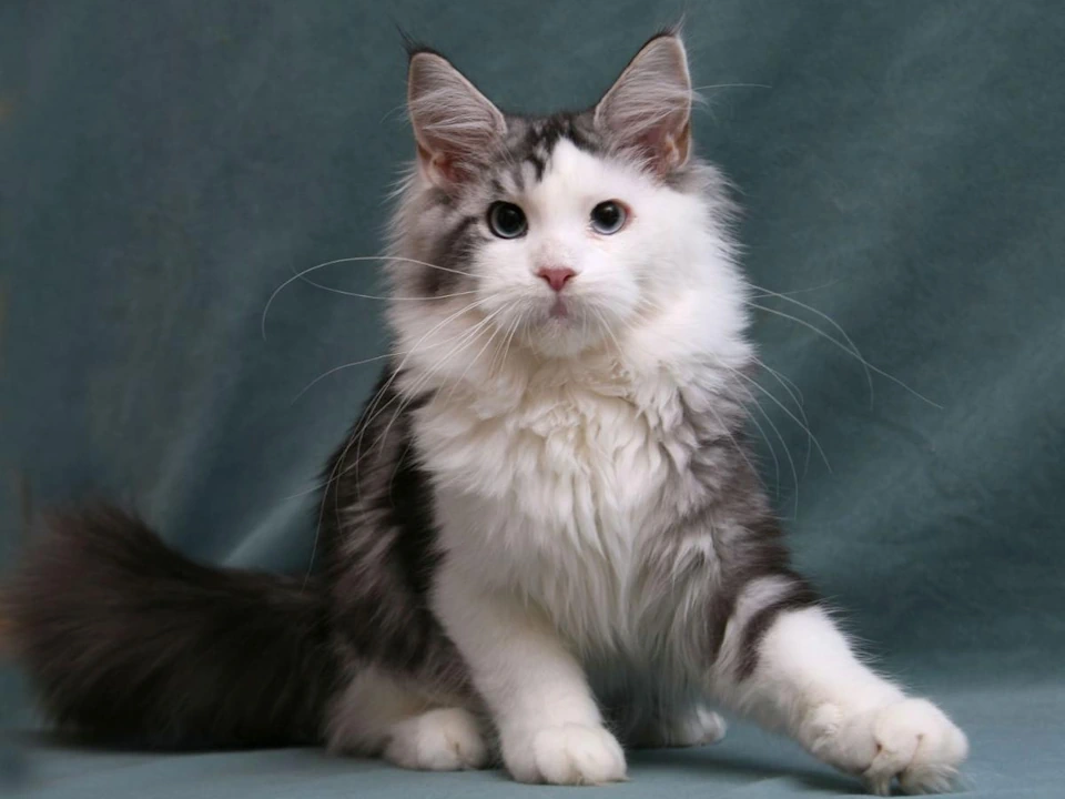 Maine Coon Kittens Cats