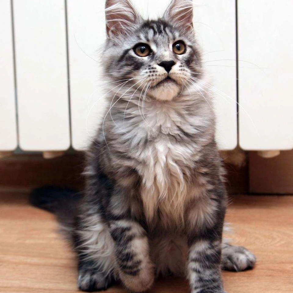 Maine Coon Cat