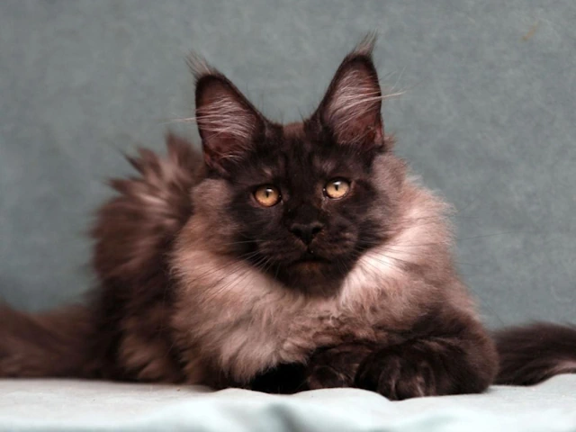 Maine Coon Kittens Cats - Amazing Wonderful Nationwide USA!