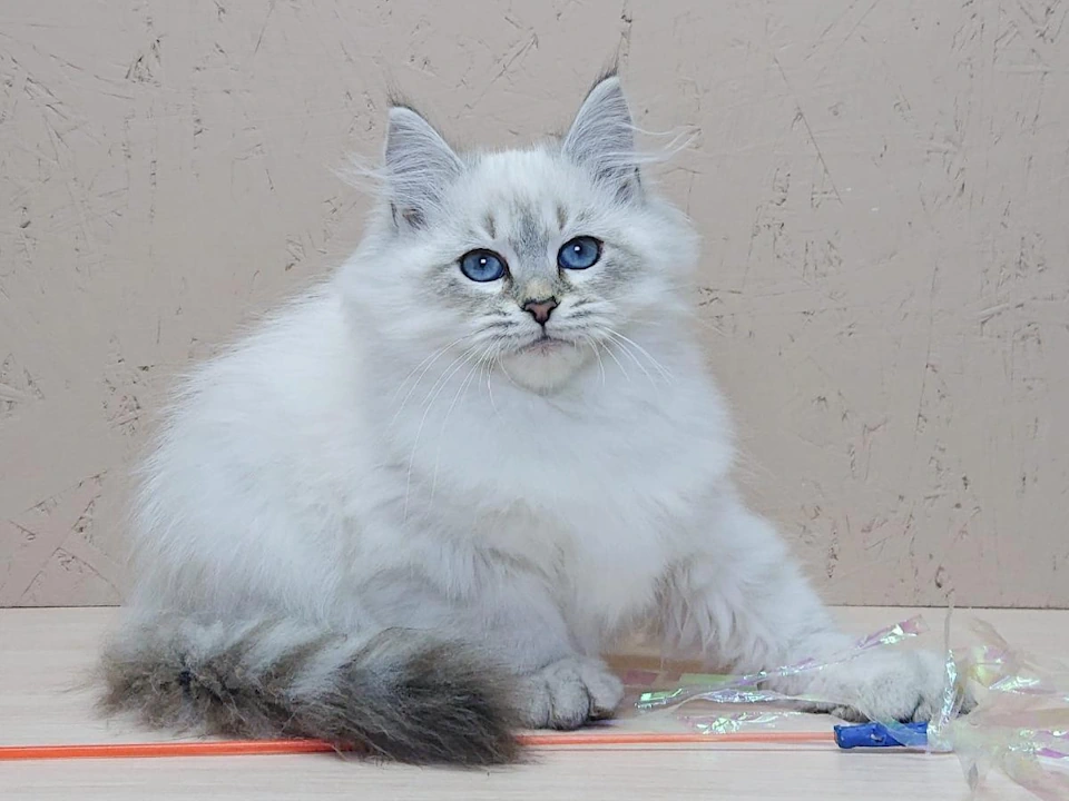 Siberian Cat Health