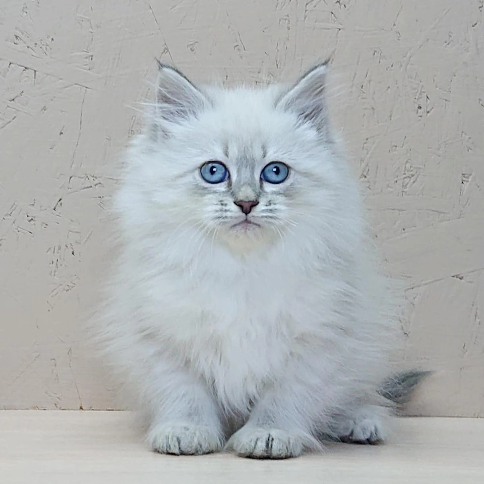 Siberian Kittens Cats Near Me Nationwide Usa - Discover Amazing Kittens!