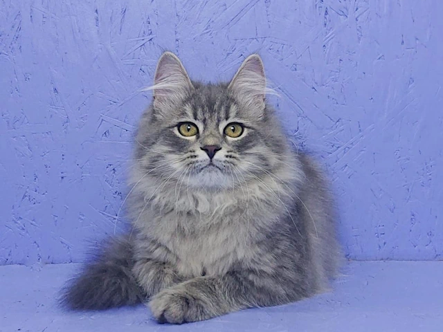 Siberian Kittens Cats Near Me Nationwide Usa - Discover Amazing Kittens!