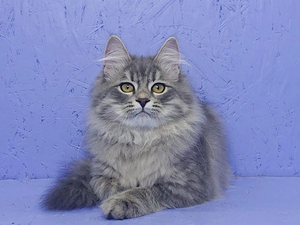 Siberian Kittens Cats Near Me Nationwide Usa - Discover Amazing Kittens!