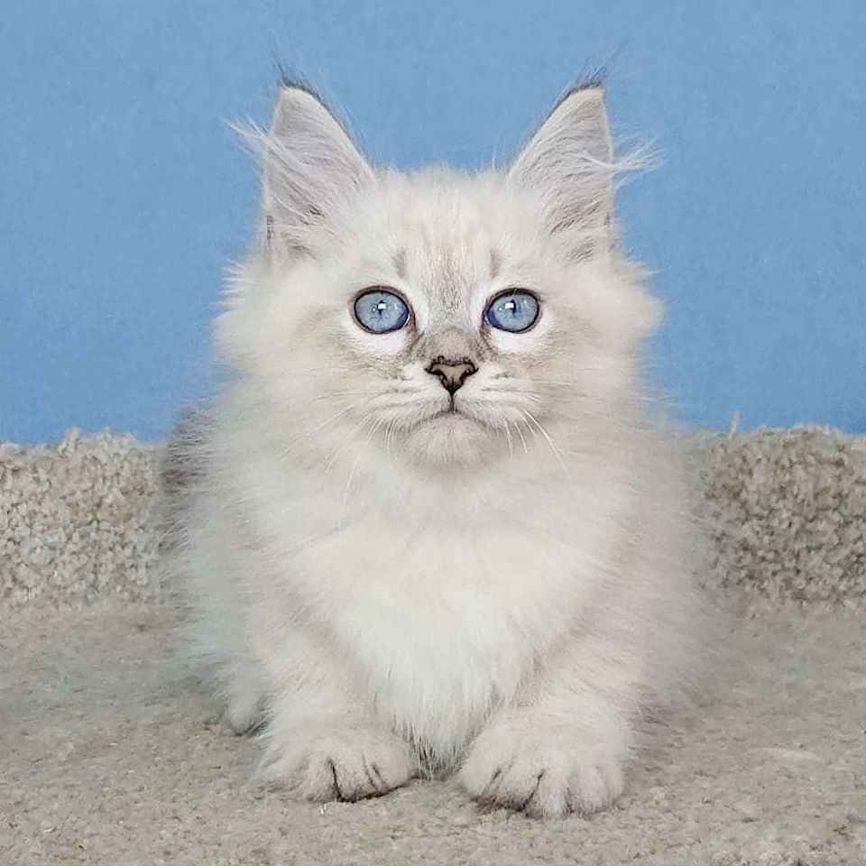 Siberian Kittens for sale to your family near me nationwide delivery european breeders!