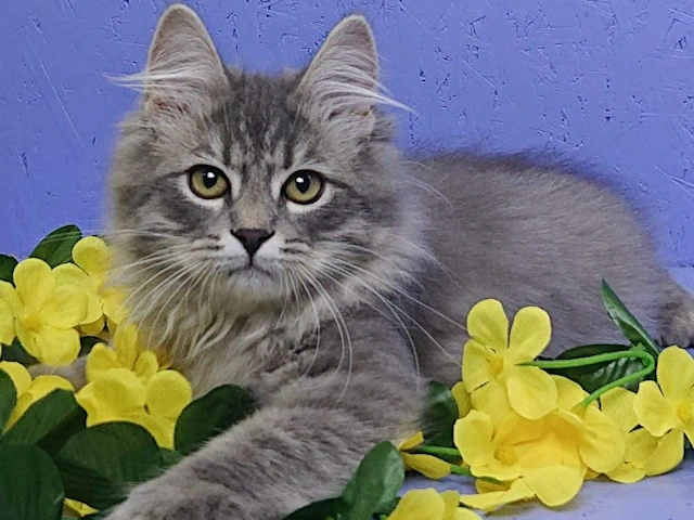 Siberian Kittens for sale to your family near me nationwide delivery european breeders!