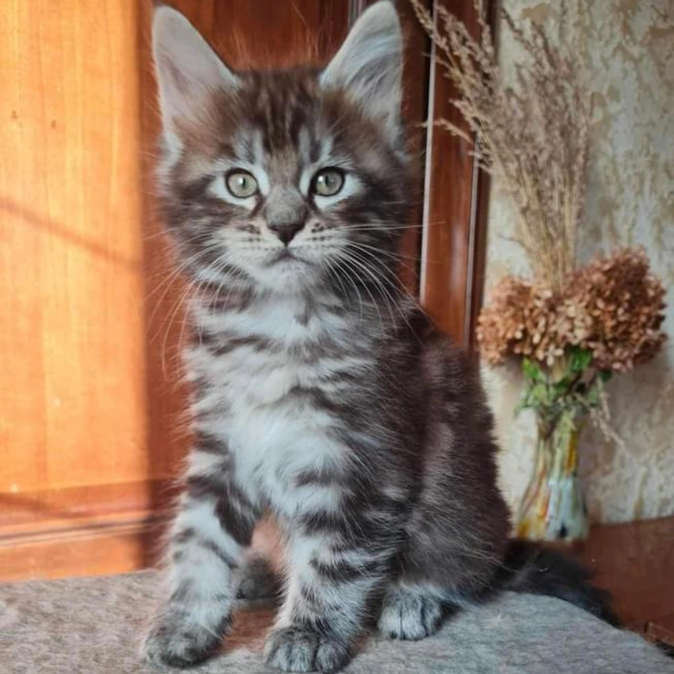 Amazing Maine Coon Kittens for sale near me nationwide usa delivery, healthy European Breeders!