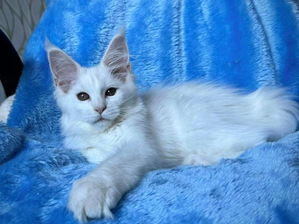 Maine Coon Kittens for sale near me