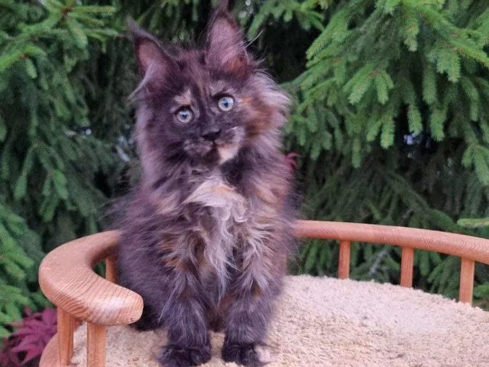 Amazing Maine Coon Kittens for sale