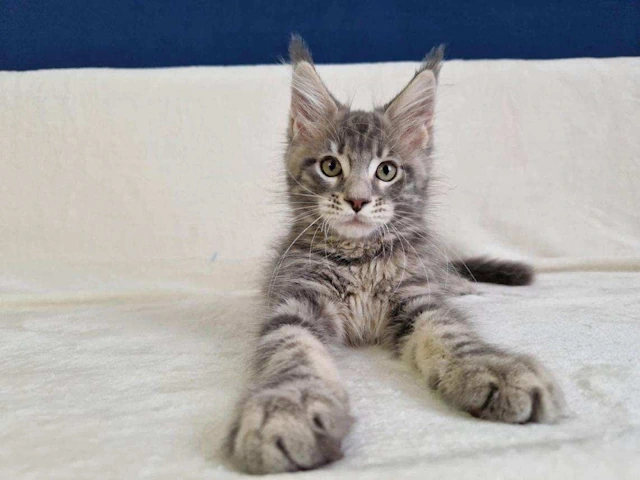 Amazing Maine Coon Kittens for sale near me nationwide usa delivery, healthy European Breeders!