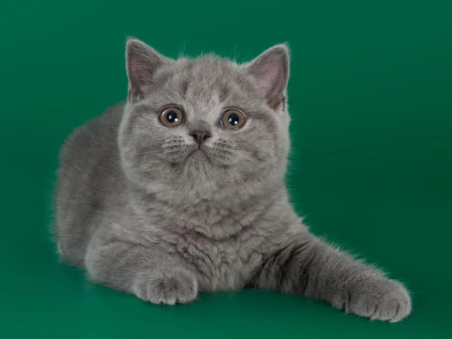 British Shorthair Cats Life! - british shorthair kittens for sale near me Chicago, IL Newton, MA +