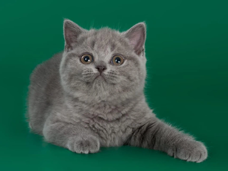 British Shorthair Cats Life! - british shorthair kittens for sale near me Chicago, IL Newton, MA +