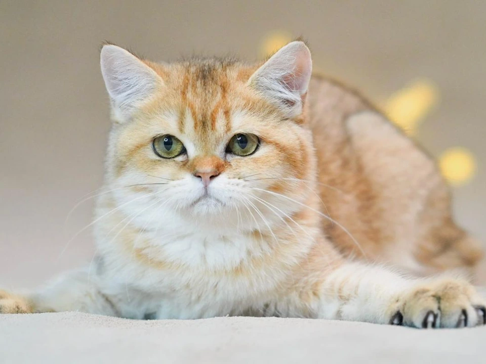 British shorthair kittens for sale