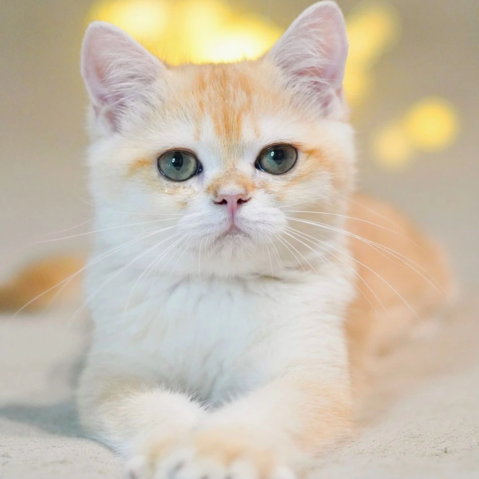 British shorthair kittens for sale