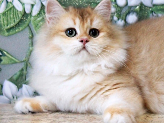 British shorthair kittens for sale near me lovely cute adorable breeders purchase adoption