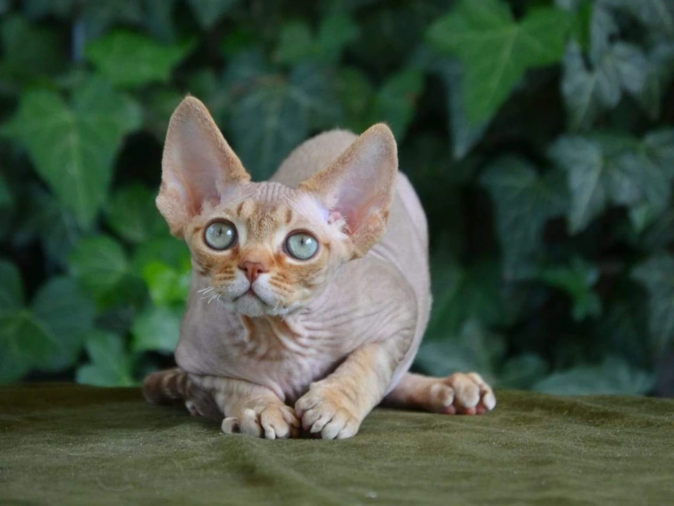 Devon Rex Breed Kittens For Sale