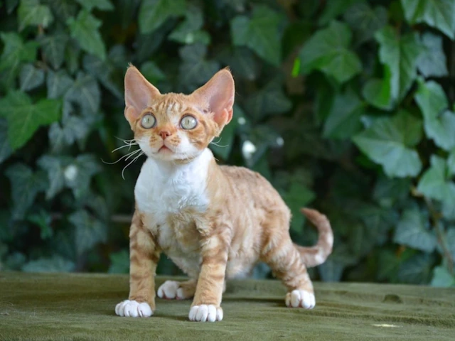Devon Rex Breed Kittens For Sale near me nationwide delivery usa illinois, massachusetts, florida