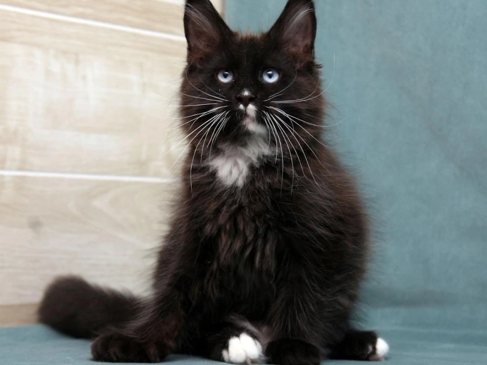 Discover Maine Coon Kittens for sale near me