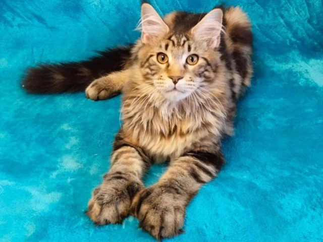 Discover Maine Coon Kittens for sale near me, beautiful maine coon cats for sale, nationwide usa!!!