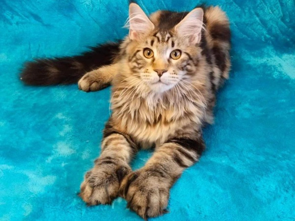 Discover Maine Coon Kittens for sale near me, beautiful maine coon cats for sale, nationwide usa!!!