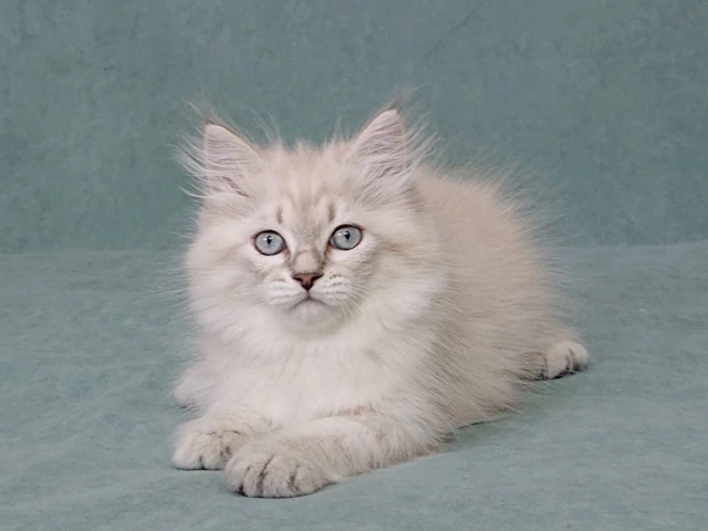 Embrace the Allure of the Siberian Cat: Unlock the Possibilities in Chicago, IL and Newton, MA