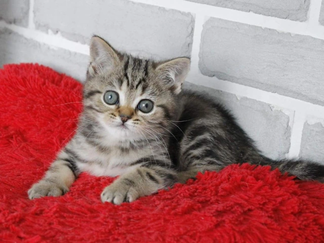 Experience the Exotic Bengal Cat: Find Your Extraordinary Companion in Chicago, IL and Newton, MA