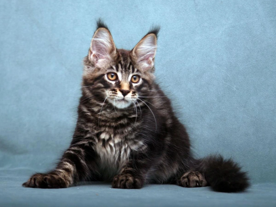 How to choose a kitten