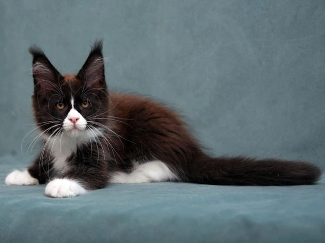 How to Choose a Kitten