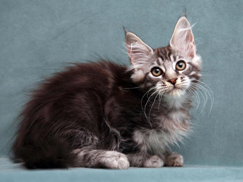 Maine Coon Cats breed