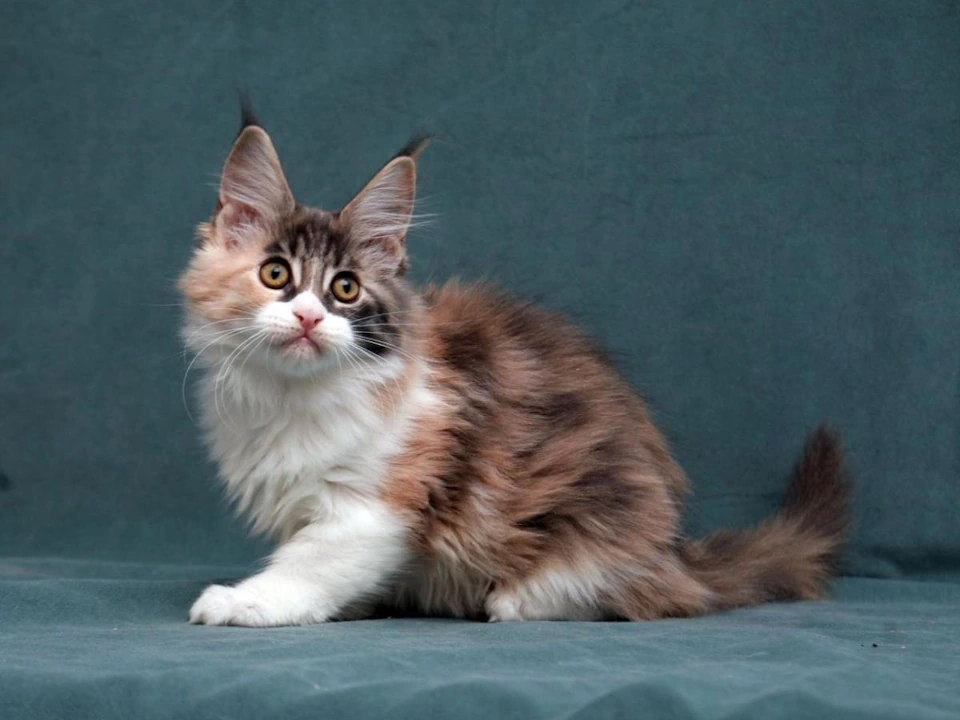 Character Maine Coon