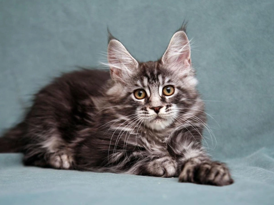 How to choose a Maine kitten: tips