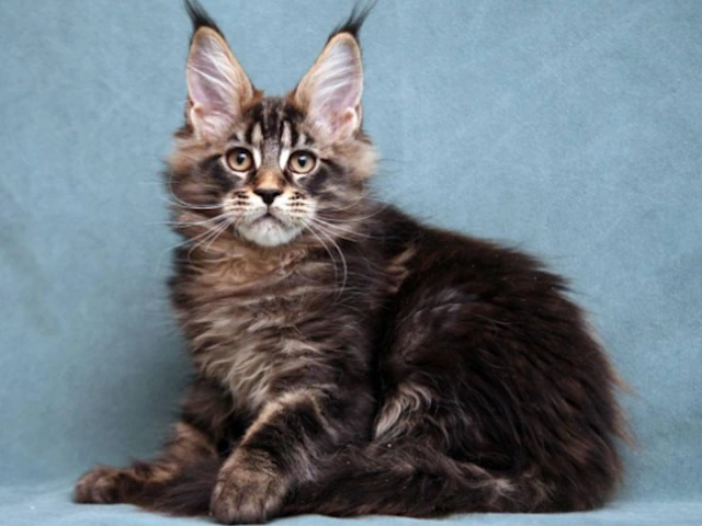 Maine Coon Cats Kittens - Discover Amazing Cute near me nationwide usa!
