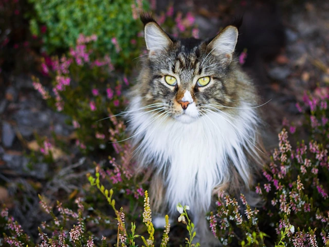 Maine coon kittens for sale, maine coon cats for sale, maine coon kittens