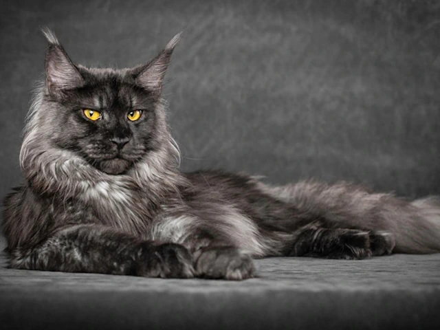 Maine coon kittens for sale, maine coon cats for sale, maine coon kittens. Chicago, IL Newton, MA NY