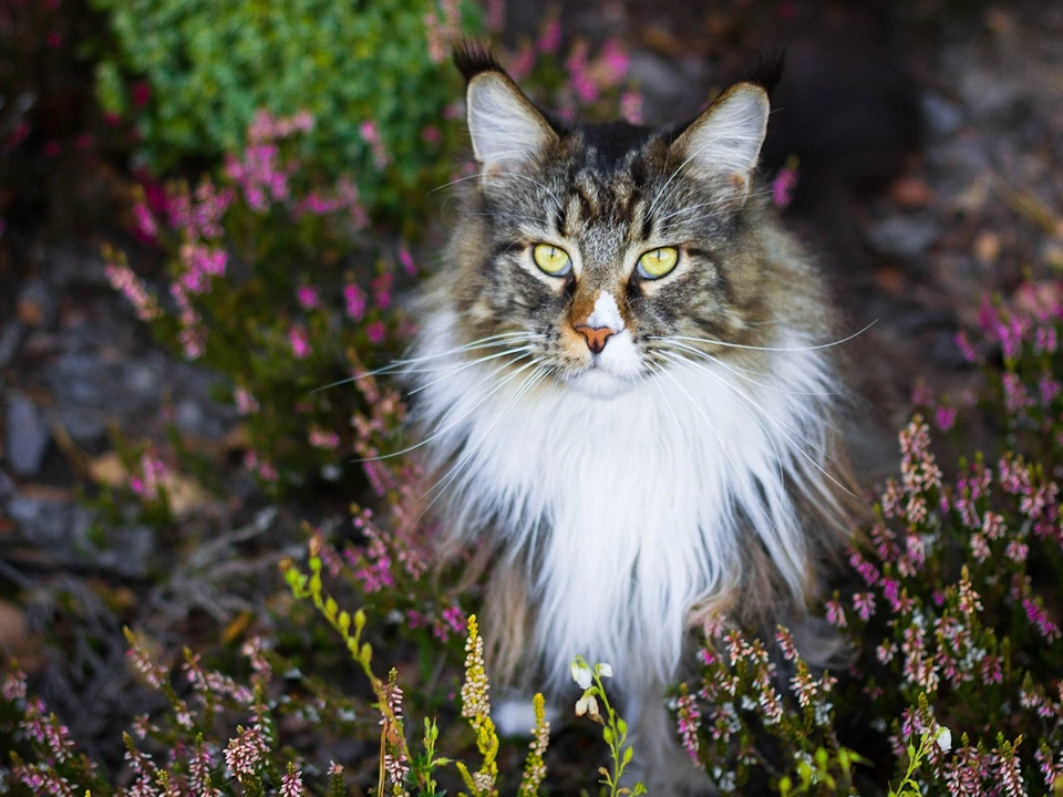 Maine coon kittens for sale, maine coon cats for sale, maine coon kittens
