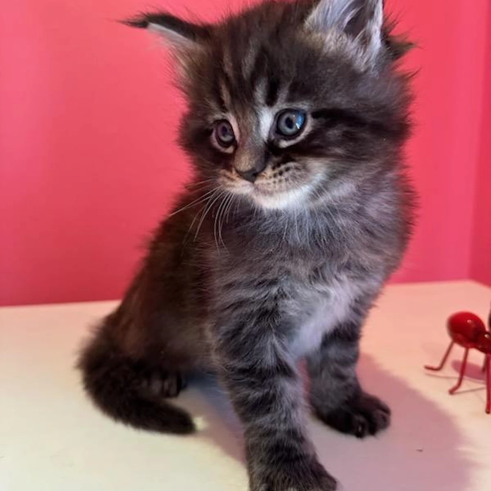 Maine Coon Kitten